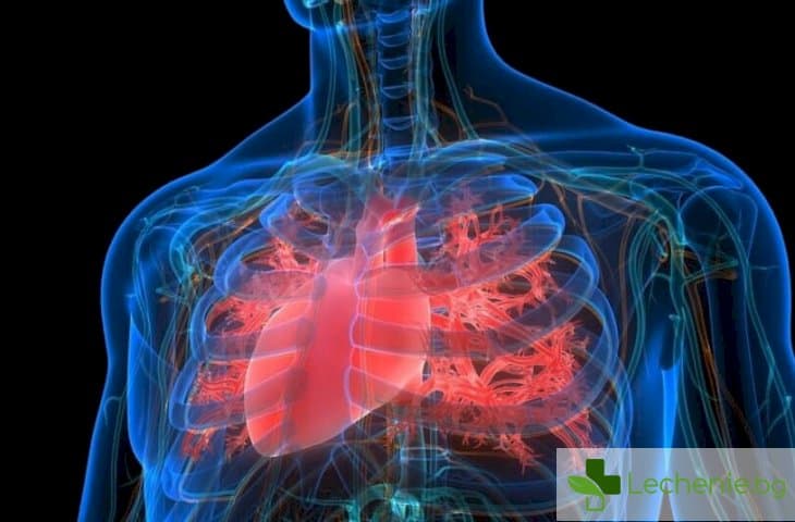 Анатомия на сърдечно-съдовата система