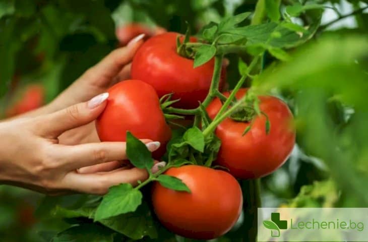 Как да използваме доматите като оръжие