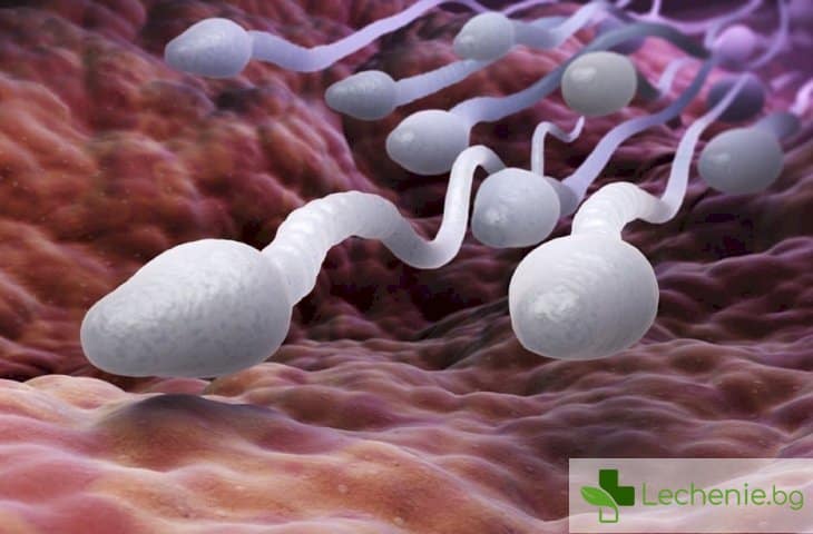 Сперматозоидите се движат както планетите в Космоса