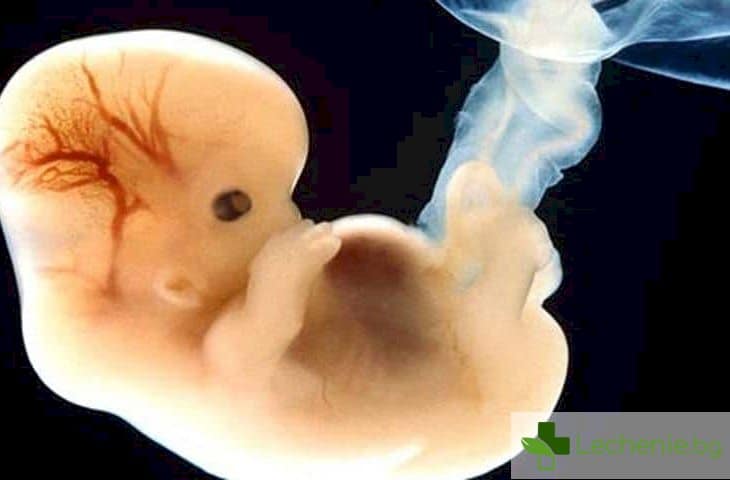 Учени искат генетично да модифицират човешки ембриони