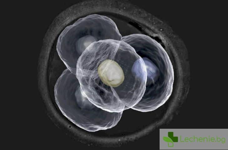 Ранните ембриони с тайнствена еволюция, изненадваща за учените