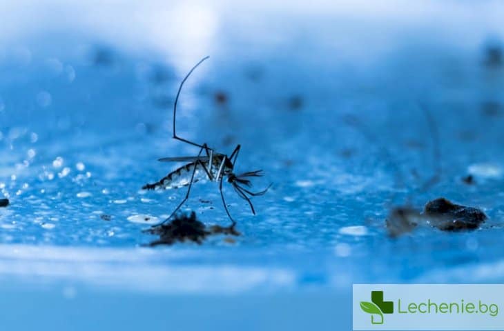 До 99% от маларийните комари се унищожават от ГМО гъбичка
