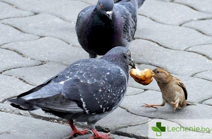 Какви зарази от градските гълъби са опасни за човека