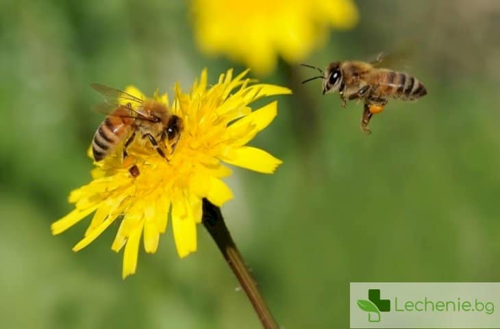 Инсектна алергия – каква трябва да е борбата в сезона на насекомите