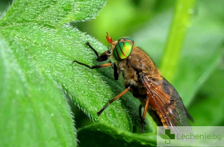 Ухапване от конска муха – какво да направим спешно, за да се възстановим бързо