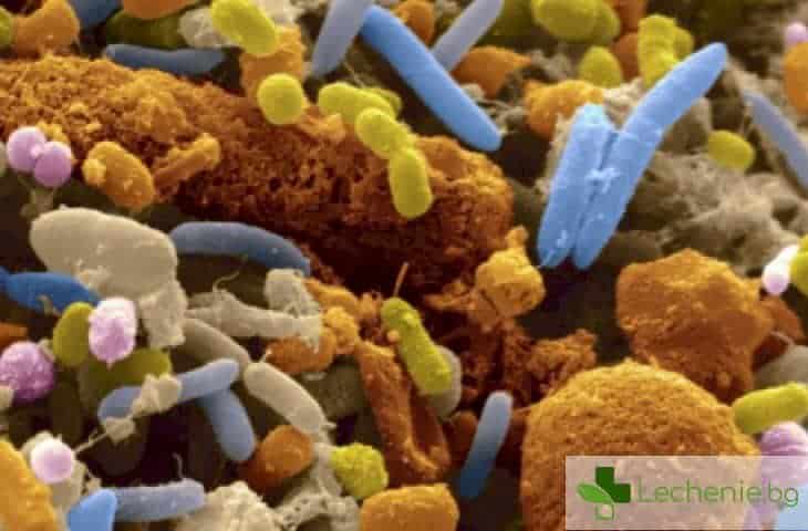 Специална чревна бактерия пази от аутизъм