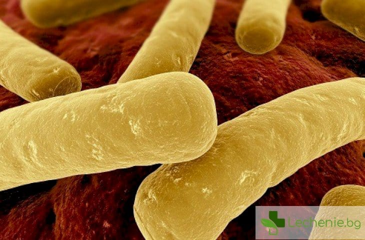 Предпазват ли чревните бактерии от хранителни алергии
