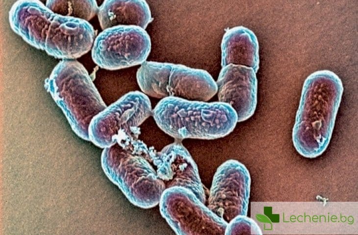 Как бактериите могат да излекуват рак