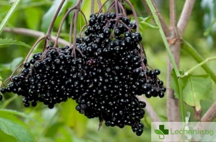 Черен бъз - полезни и лечебни свойства на популярната българска билка