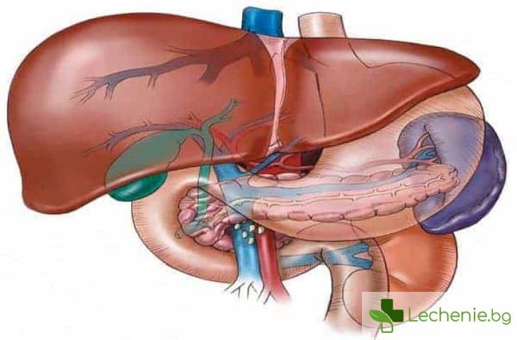 Метастази в черния дроб - симптоми, къде боли и лечение