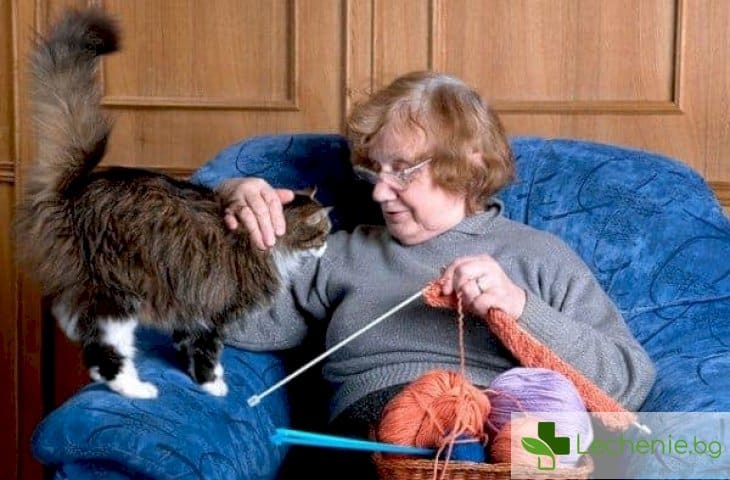 Човек и котката - какви болести лекуват "мустакатите" доктори