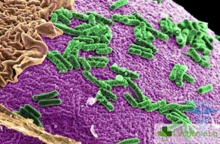 Фузобактерии - наш добър приятел или зъл враг