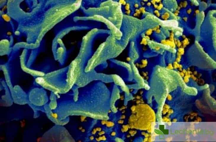 "Изтриха" ХИВ вируса от човешки имунни клетки с нов метод за генна редакция