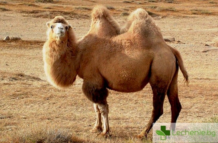 Камилите заразяват хората с простудни вируси
