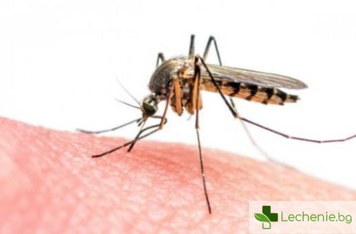 Ефектът на пеперудата - какво ще се случи, ако унищожим напълно комарите