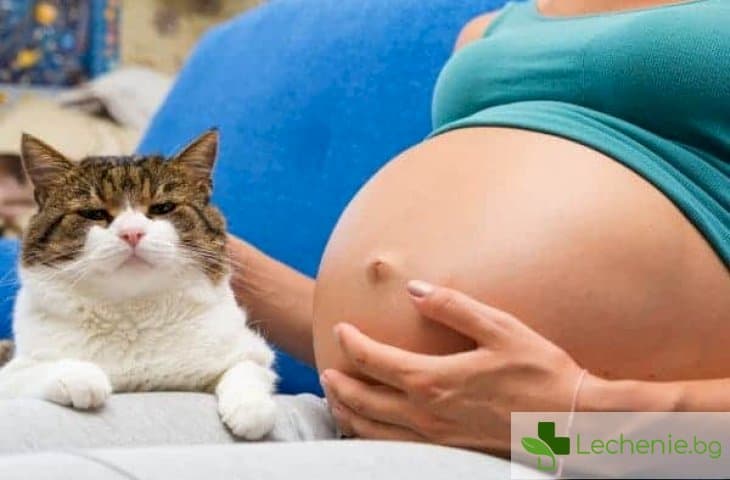 Котки и бременност - преувеличен ли е рискът от токсоплазмоза