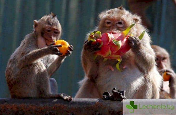 Плодовете превръщат маймуната в човек