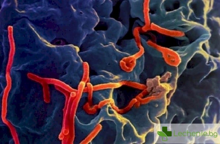 Предпазват ли лукът и прясното мляко от ебола?