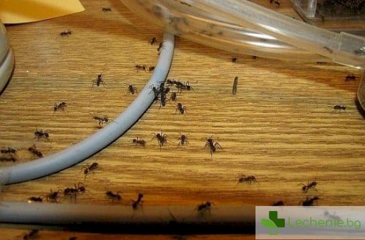 Мравки у дома - как да се избавите от тях без да използвате битова химия
