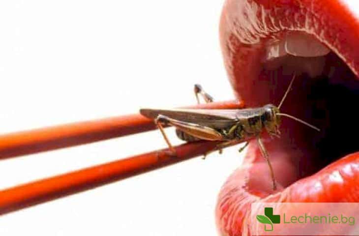 Говеждо срещу насекоми - коe e най-хранително