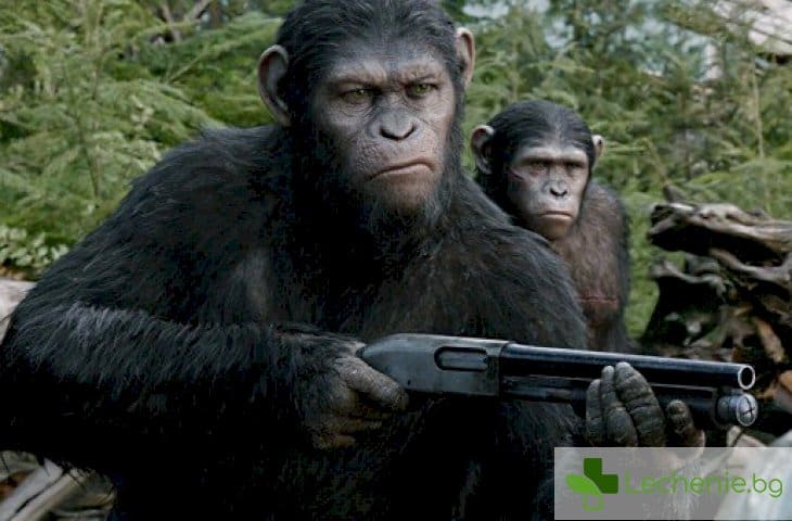 Насилието и убийствата хората наследяват от маймуните