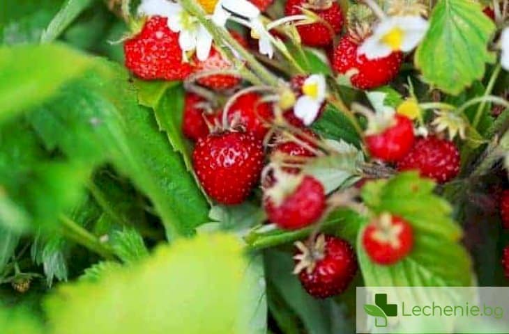 Горски ягоди за отслабване - каква е тайната