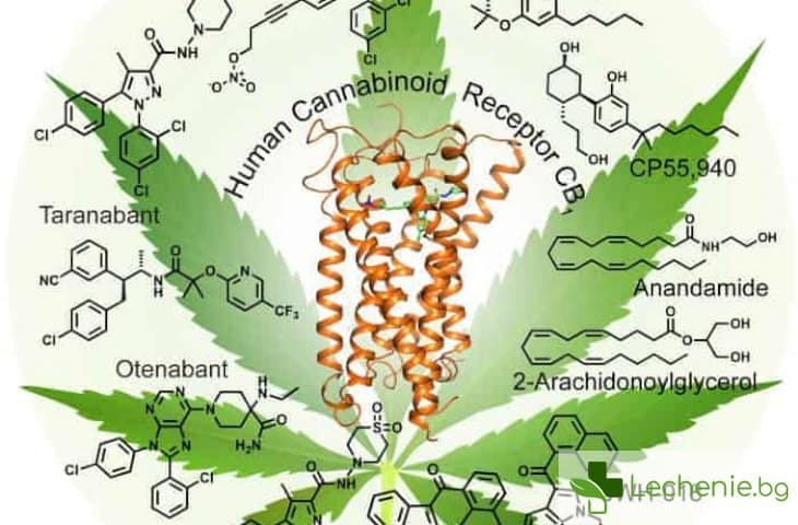 Откриха неизвестен досега марихуана рецептор