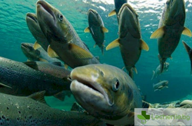 Каква риба предпазва от онкологични заболявания? 