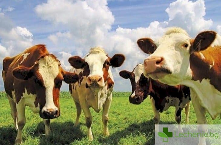 Вирус по едрия рогат добитък е свързан с рака на гърдата