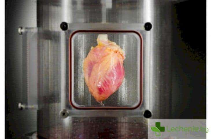 Създадоха първото по рода си функциониращо сърце от стволови клетки
