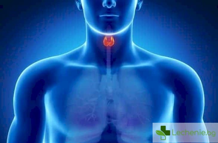 Щитовидната жлеза и нейното значение за вашето здраве