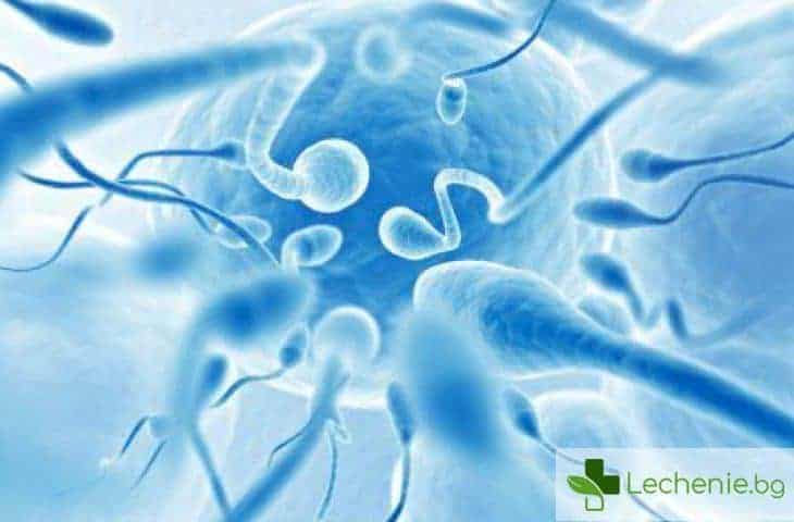 От какво зависи количеството сперма и как се увеличава обемът на еякулата
