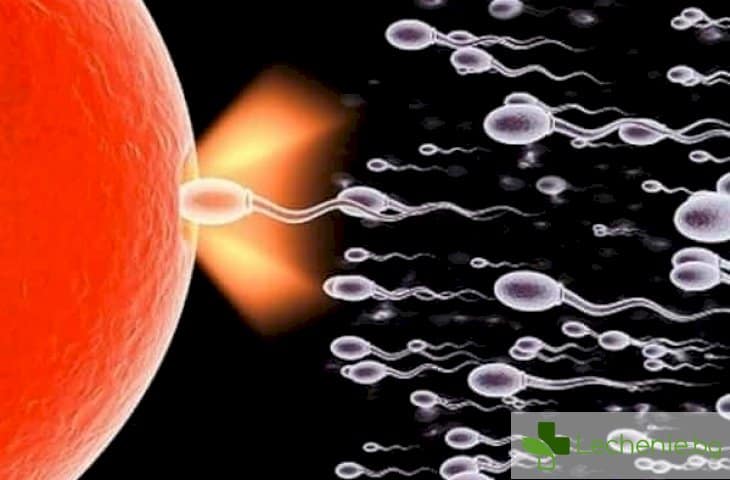 Колко дни оцеляват сперматозоидите в зависимост от средата
