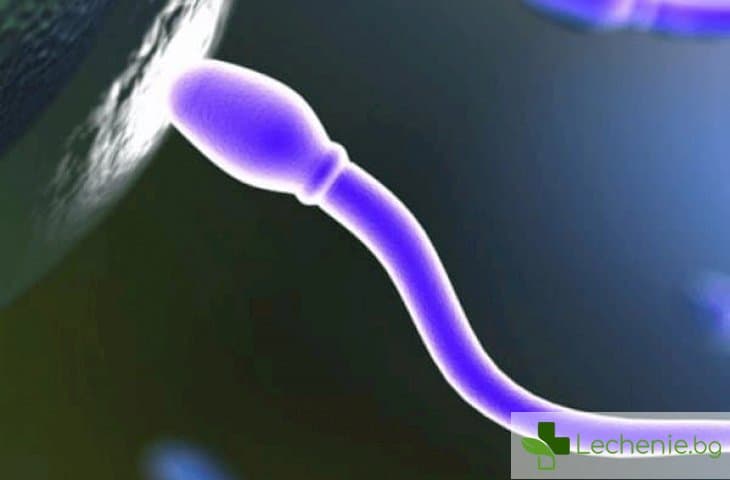 Бронирани сперматозоиди изцеряват от рак