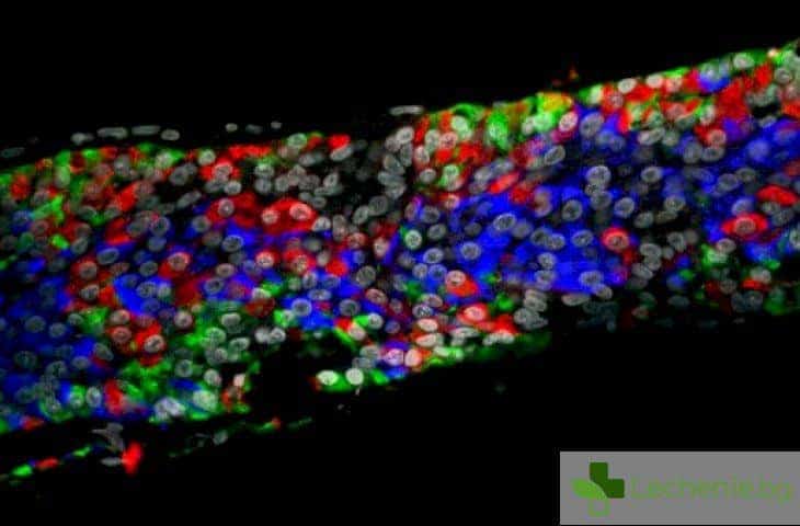 "Клетъчна" 2016 - забраняват стволовите клетки, тъканният инженеринг във възход
