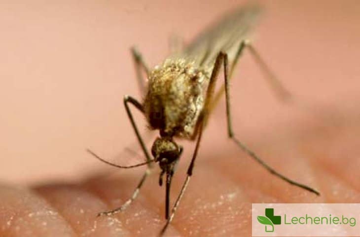 Малария - защо само през лятото