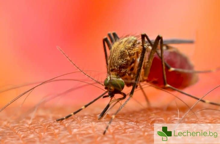 Маларийните комари с белтък, който може да им осигури безсмъртие
