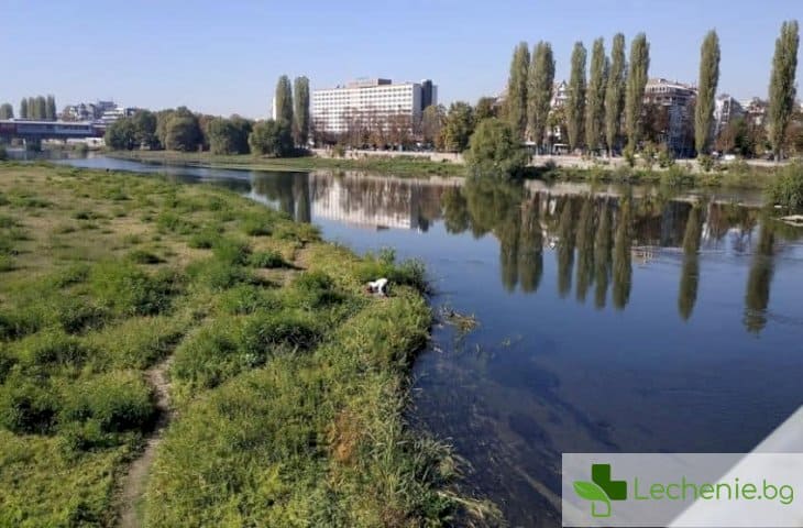 Здравният министър на проверка за отровените крави с вода от канал до р. Марица