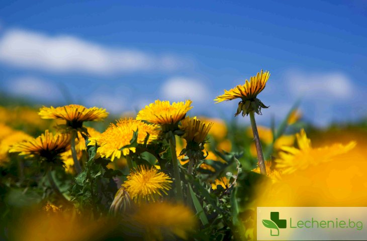 билки за пречистване на кръвта