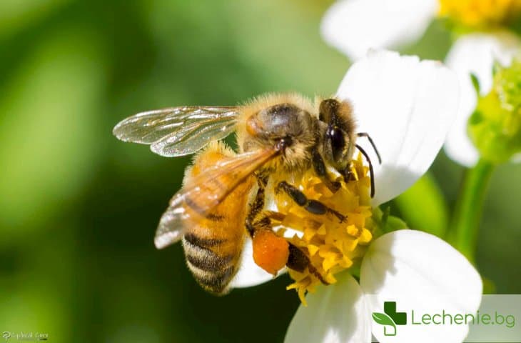 Пчелна отрова може да е пагубна за агресивен рак на гърдата