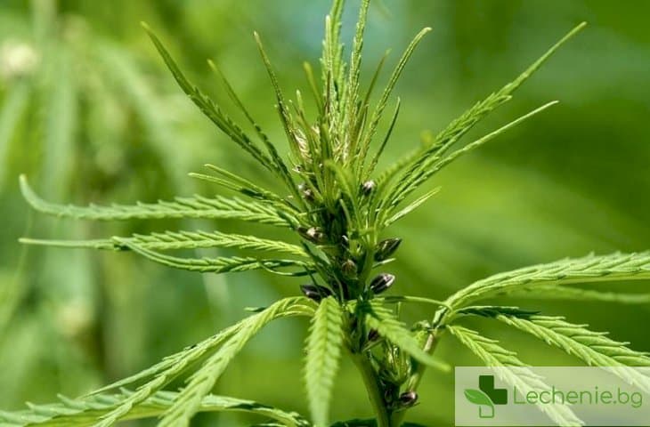 Рецептори за марихуана са открити в мъжките тестиси