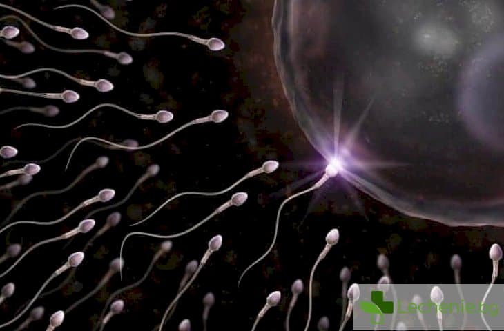 5 любопитни факта за сперматозоидите
