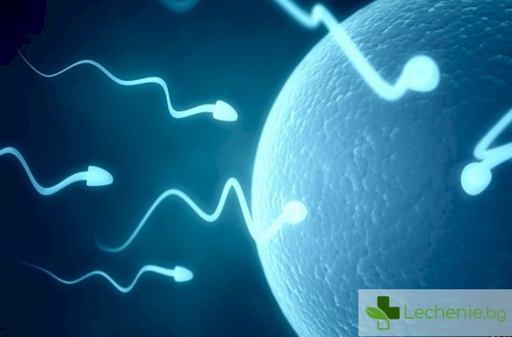 Ниското качество на спермата отключва нови болести
