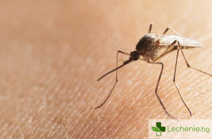 Как да избегнем досадните комари