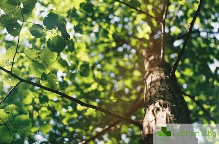 Дърветата - спасението от хроничния стрес в големия град