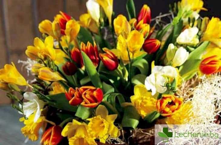 Най-безопасните цветя за подарък за 8 март при алергии