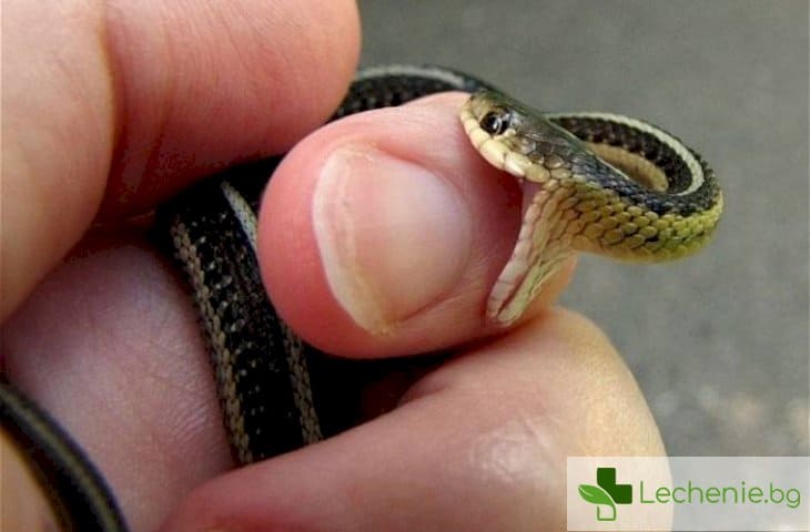 Ухапване от отровна змия
