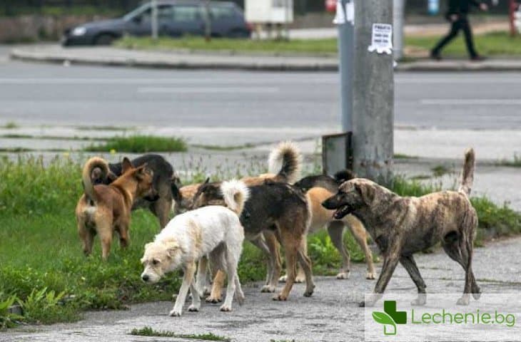 Уличните кучета са скрит източник на коронавирусна инфекция