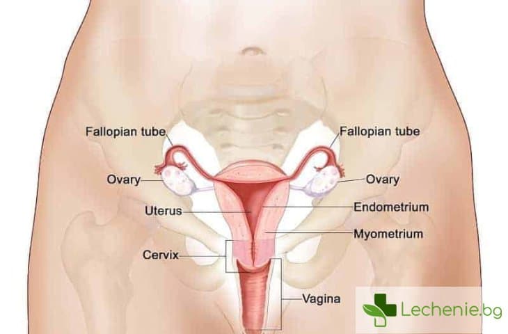 Размерът на вашата вагина: нормална ли е?
