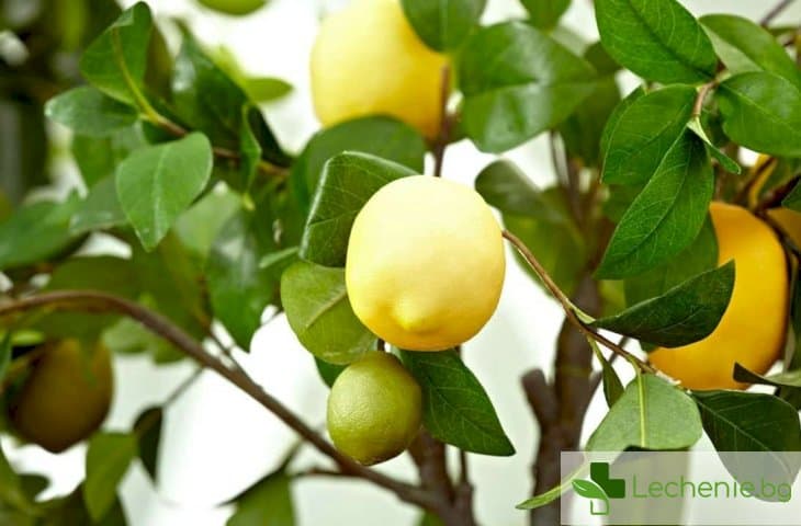 Лимони - трябва ли да ги консумираме повече през есента